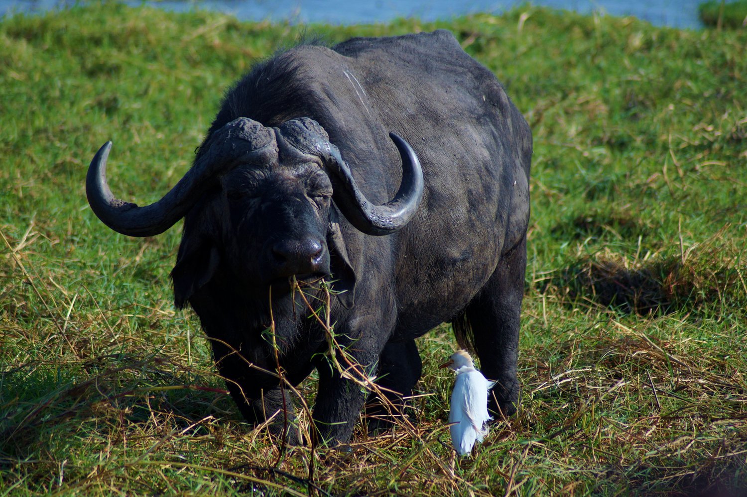 Umdingi Safaris Half Day Game Drive - Peg Access Road