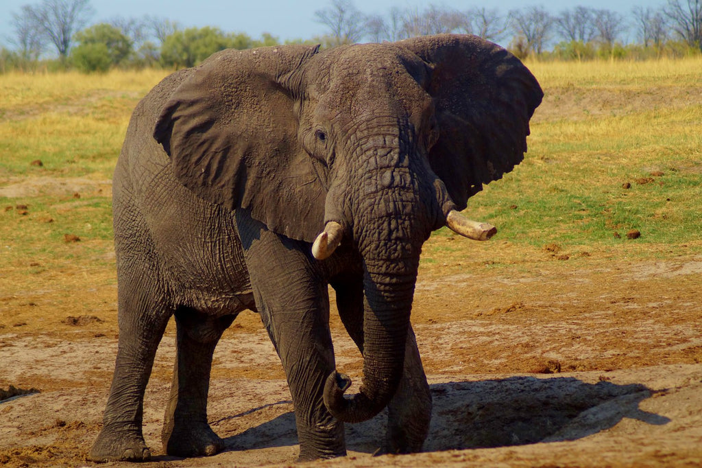 Umdingi Safaris Half Day Game Drive - Peg Access Road