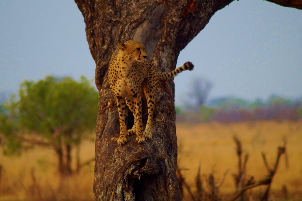 Umdingi Safaris Half Day Game Drive - Peg Access Road