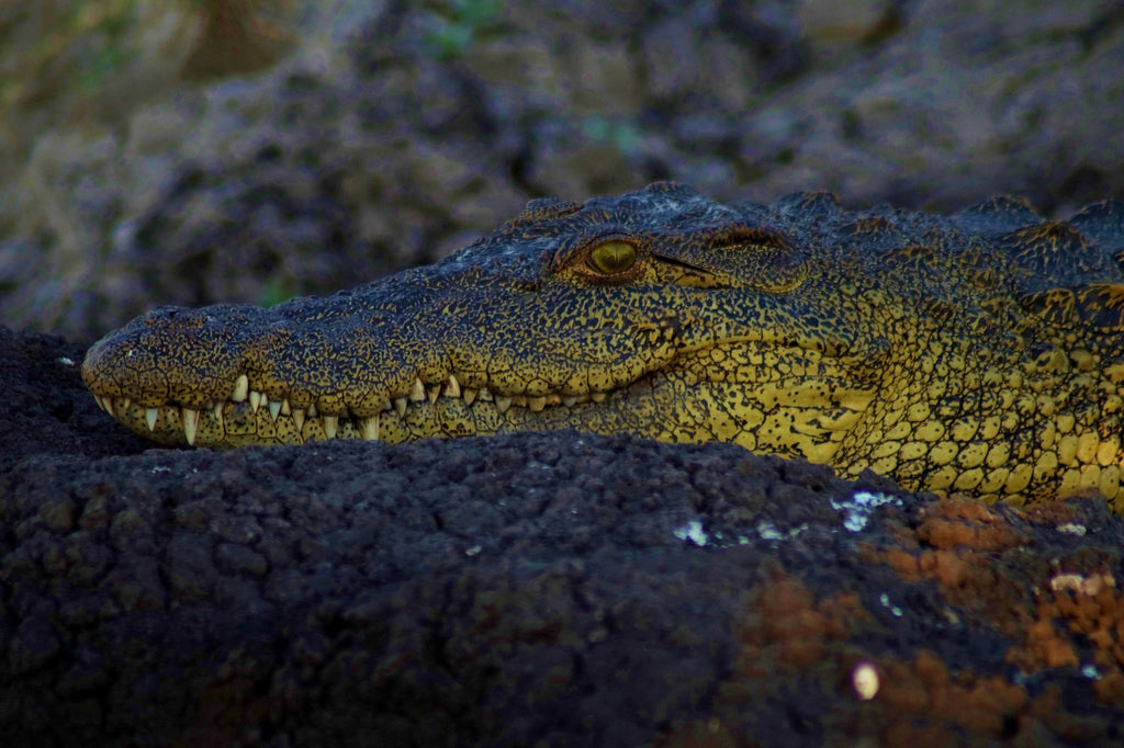 Umdingi Safaris Half Day Game Drive - Peg Access Road