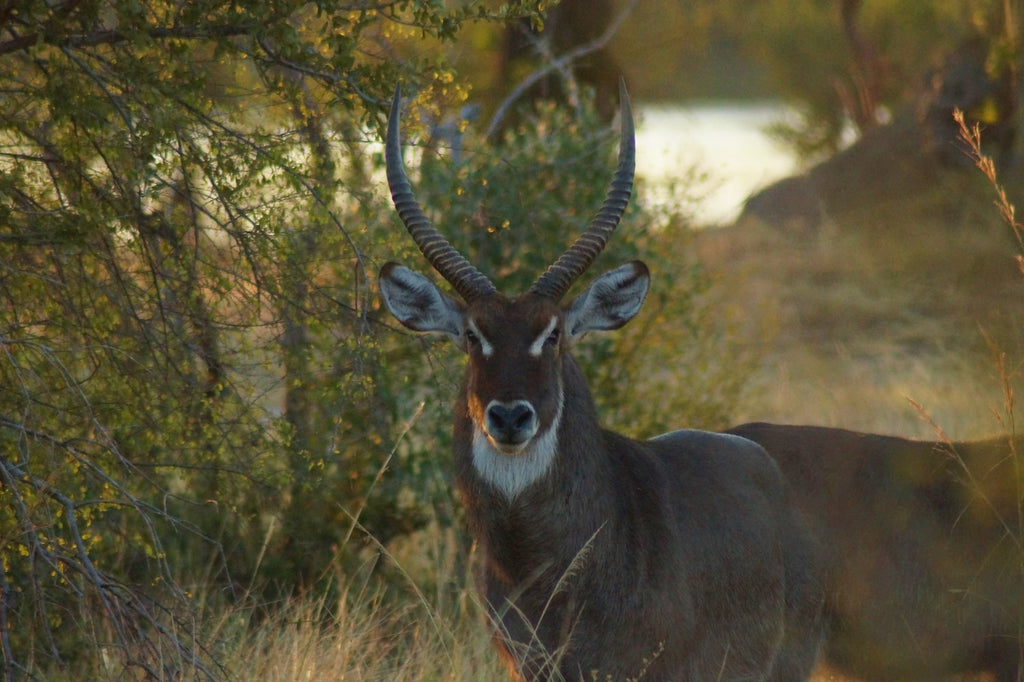 Umdingi Safaris Half Day Game Drive - Peg Access Road
