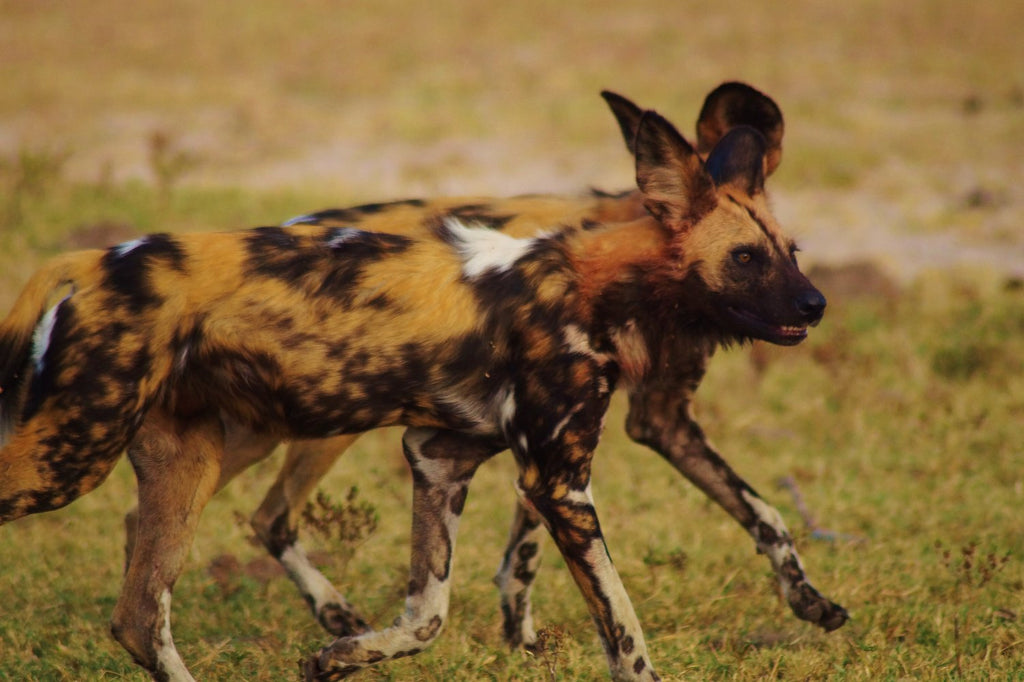 Umdingi Safaris Half Day Game Drive - Peg Access Road