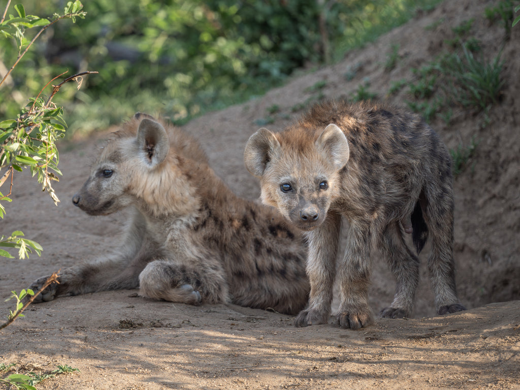 Nyati Safari Lodge