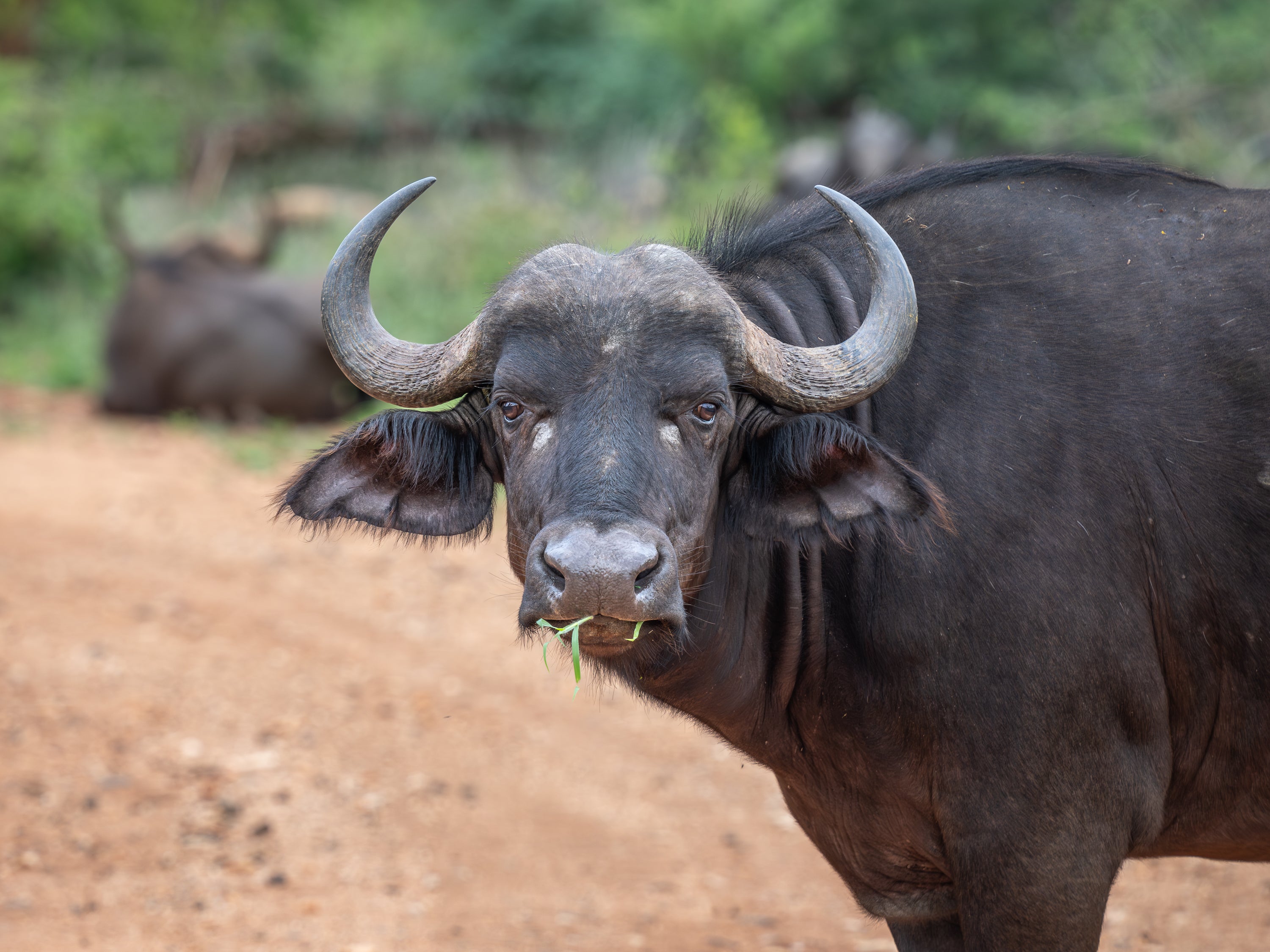 Nyati Safari Lodge