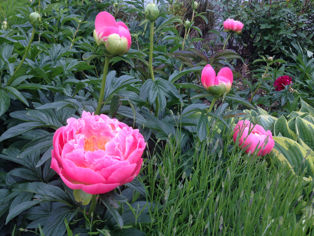 Asure Surrey court is set in beautiful rose gardens