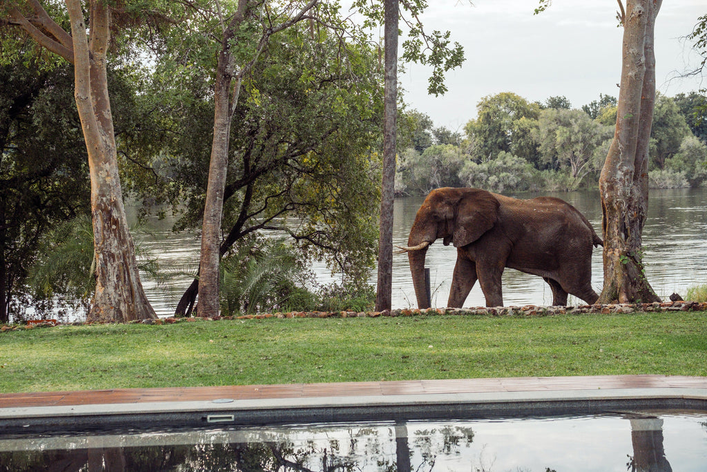 Riverside Wildlife, elephant - PRH