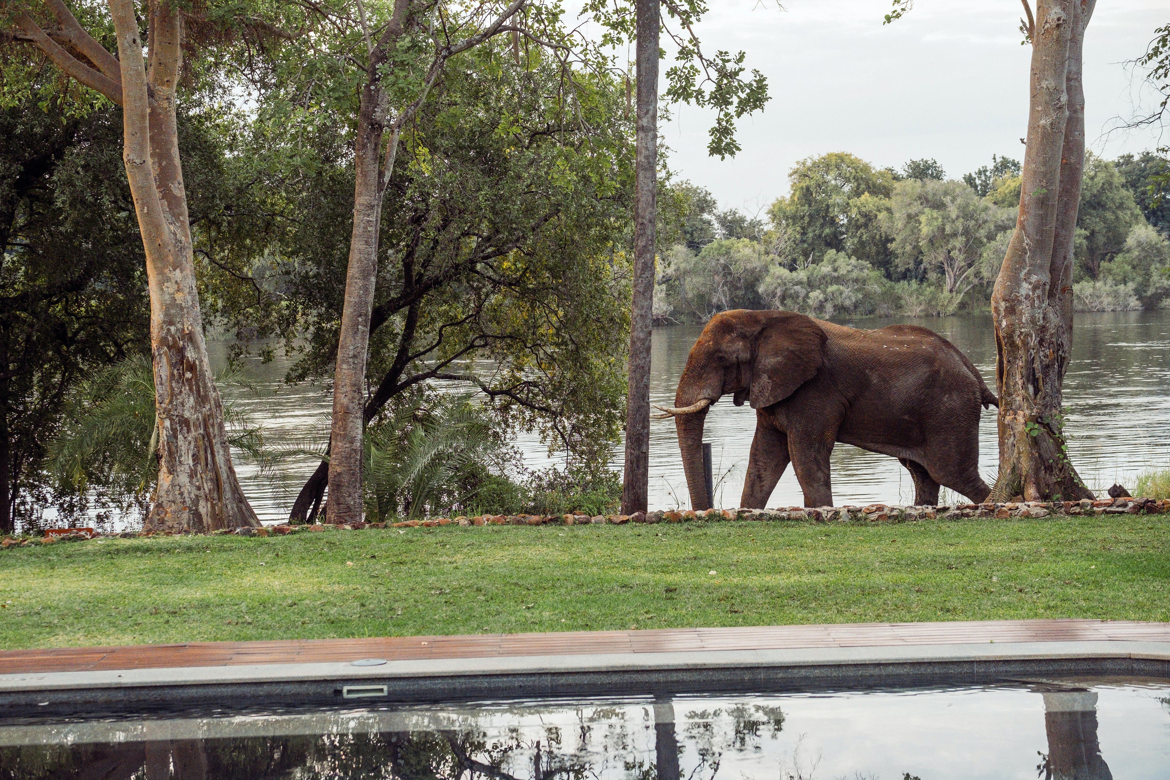 Riverside Wildlife, elephant - PRH