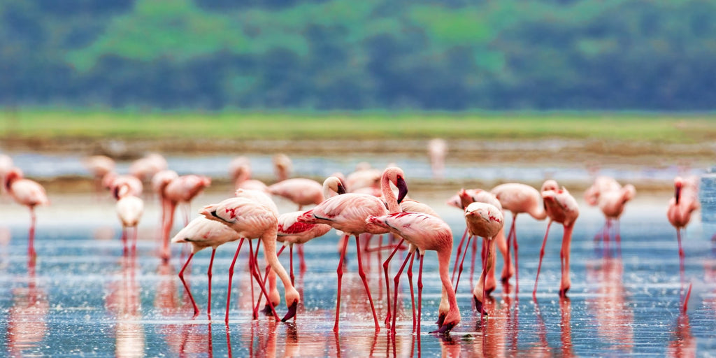 Flamingos in Lake Nakuru