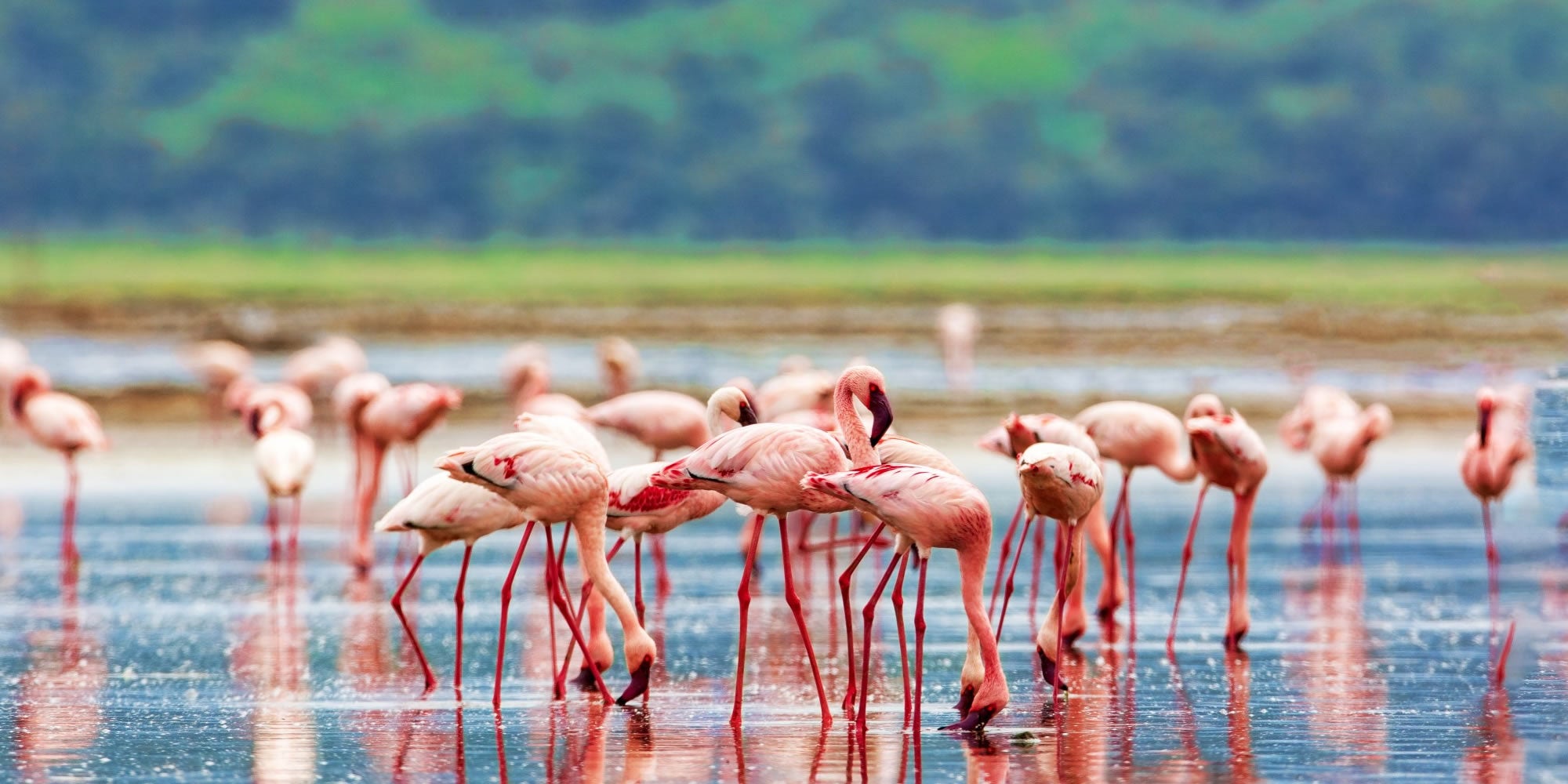 Flamingos in Lake Nakuru