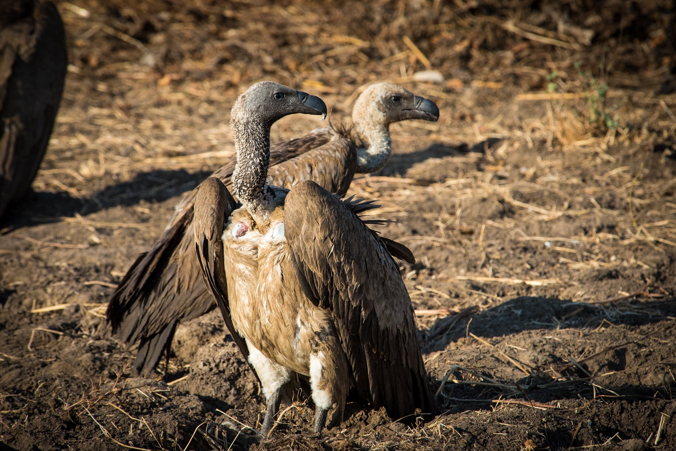 Vultures