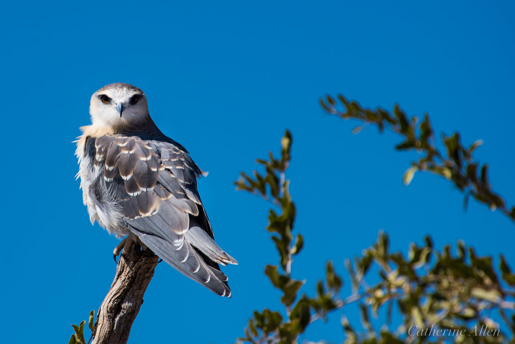 Birding - black shouldered kite