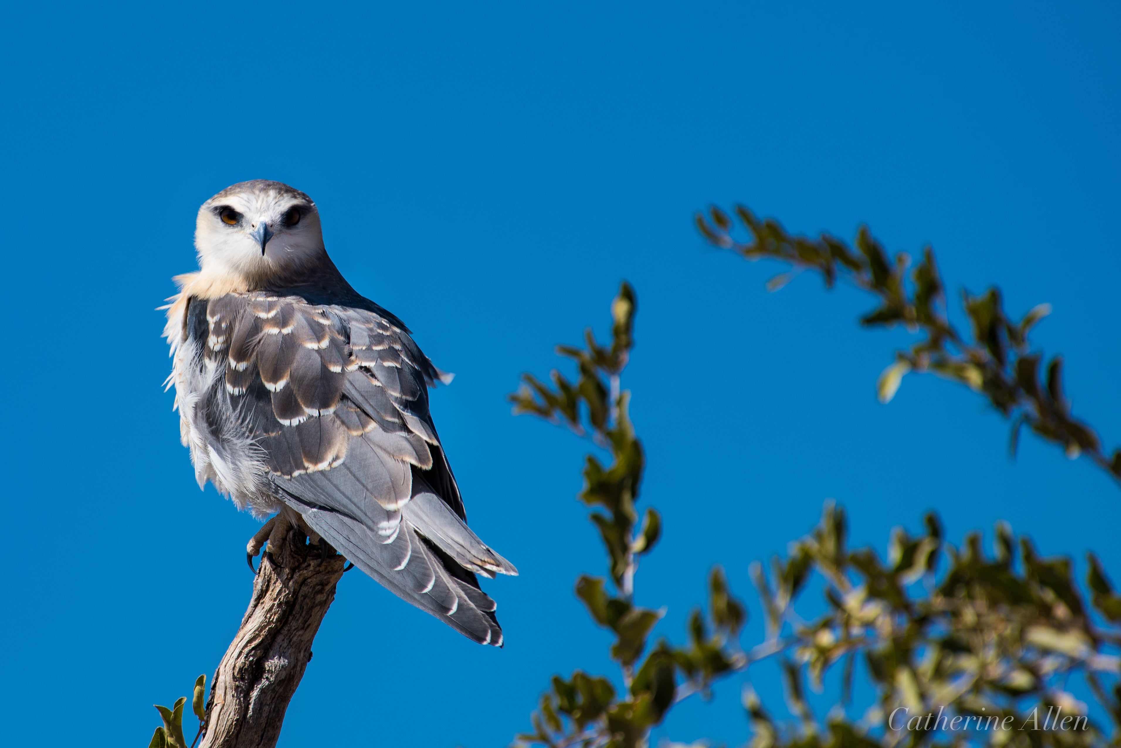 Birding - black shouldered kite