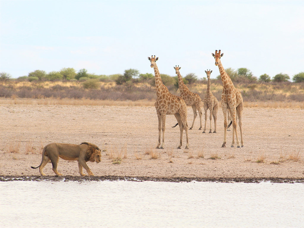 Lion and Giraffe