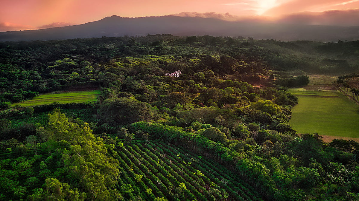Finca Rosa Blanca Coffee Plantation Resort