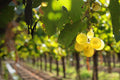 Finca Agostino