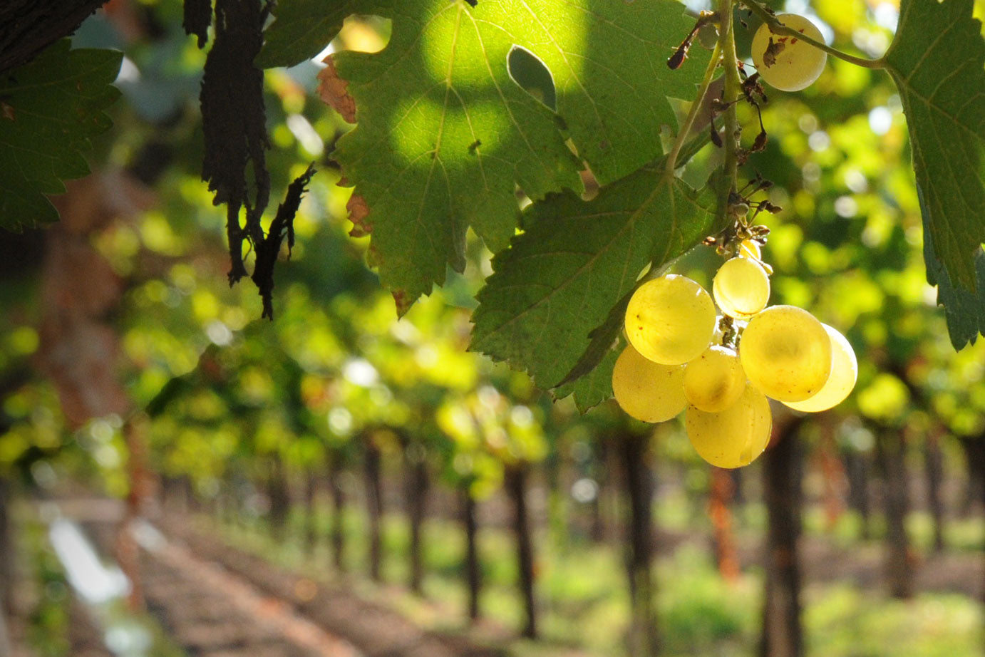 Finca Agostino