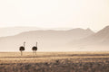 Wilderness Little Kulala – Nature Drives gallery image 1