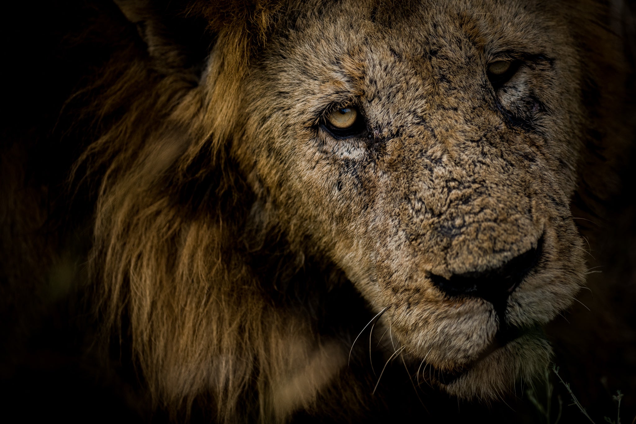 Big Cats Of The Sabie