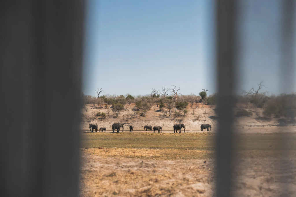 Chobe Princess Game Viewing from Vessel at Chobe Princess By Mantis, Chobe River Front Namibia, Namibia.
