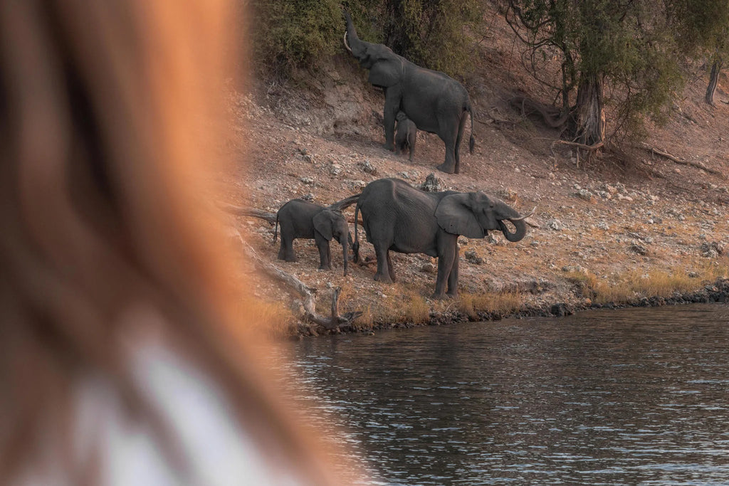 Chobe Princess Game Viewing from Vessel at Chobe Princess By Mantis, Chobe River Front Namibia, Namibia.
