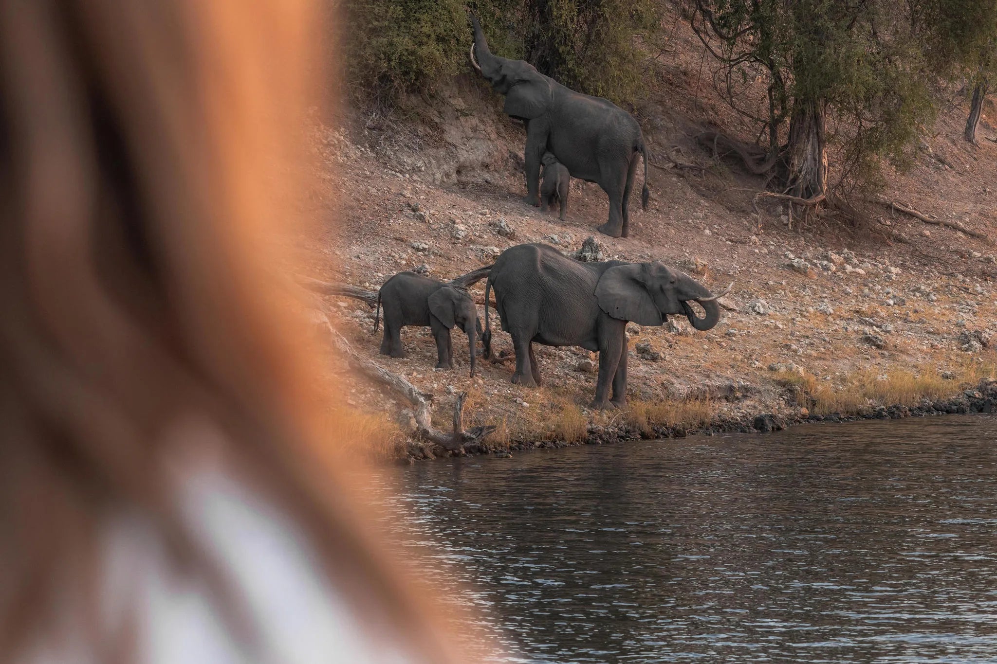 Chobe Princess Game Viewing from Vessel at Chobe Princess By Mantis, Chobe River Front Namibia, Namibia.