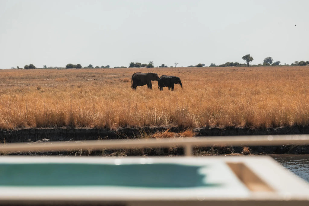 Chobe Princess_Game Viewing from Vessel at Chobe Princess By Mantis, Chobe River Front Namibia, Namibia.