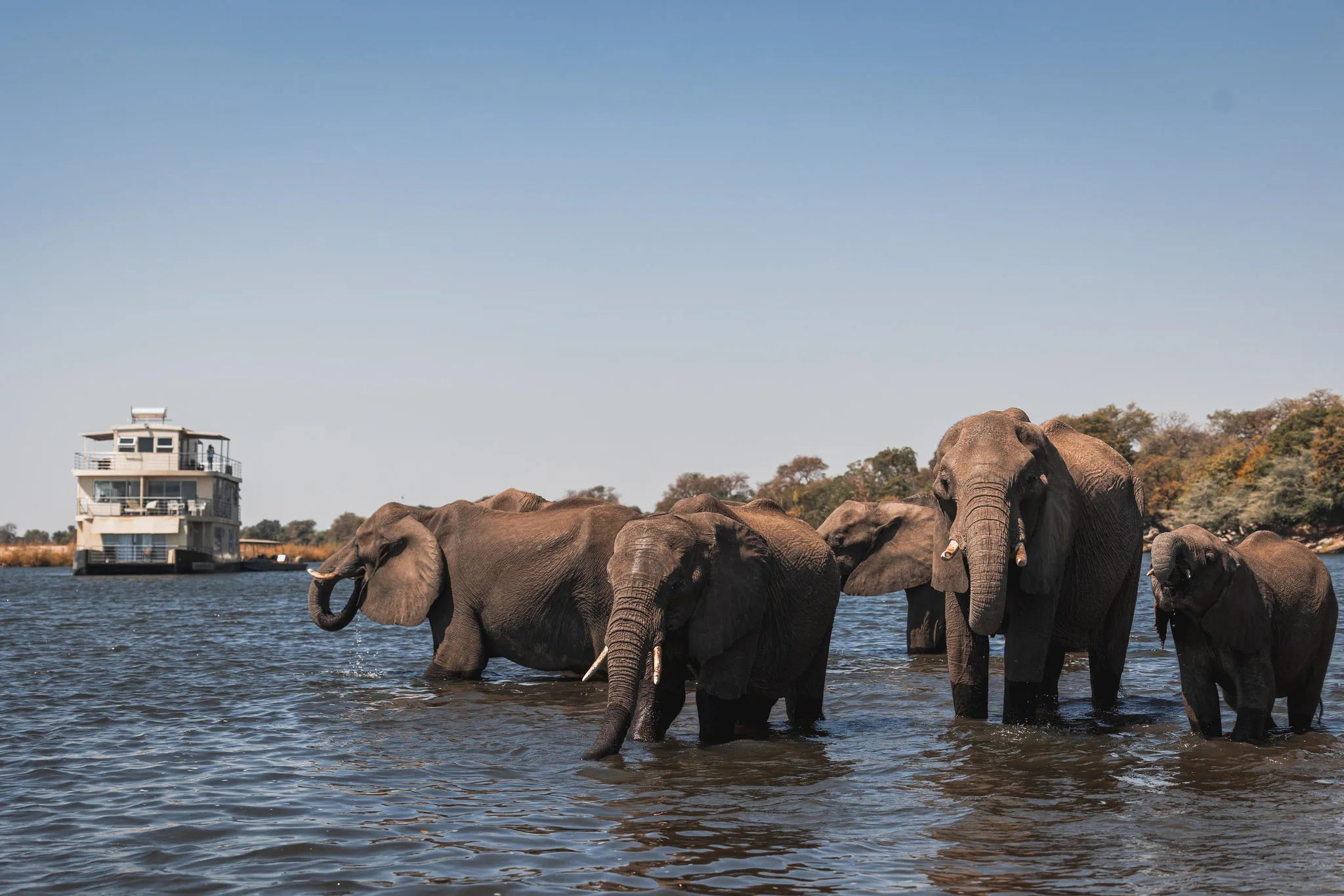 Chobe Princess with Elephant heard at Chobe Princess By Mantis, Chobe River Front Namibia, Namibia.