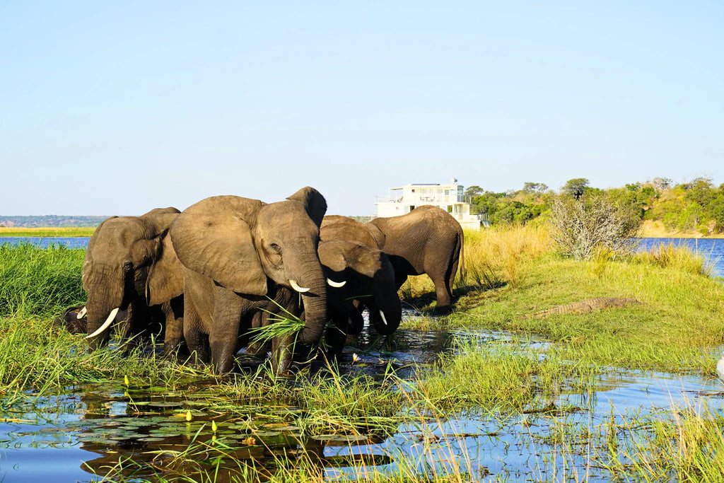 Chobe Princess with Elephants 1 at Chobe Princess By Mantis, Chobe River Front Namibia, Namibia.