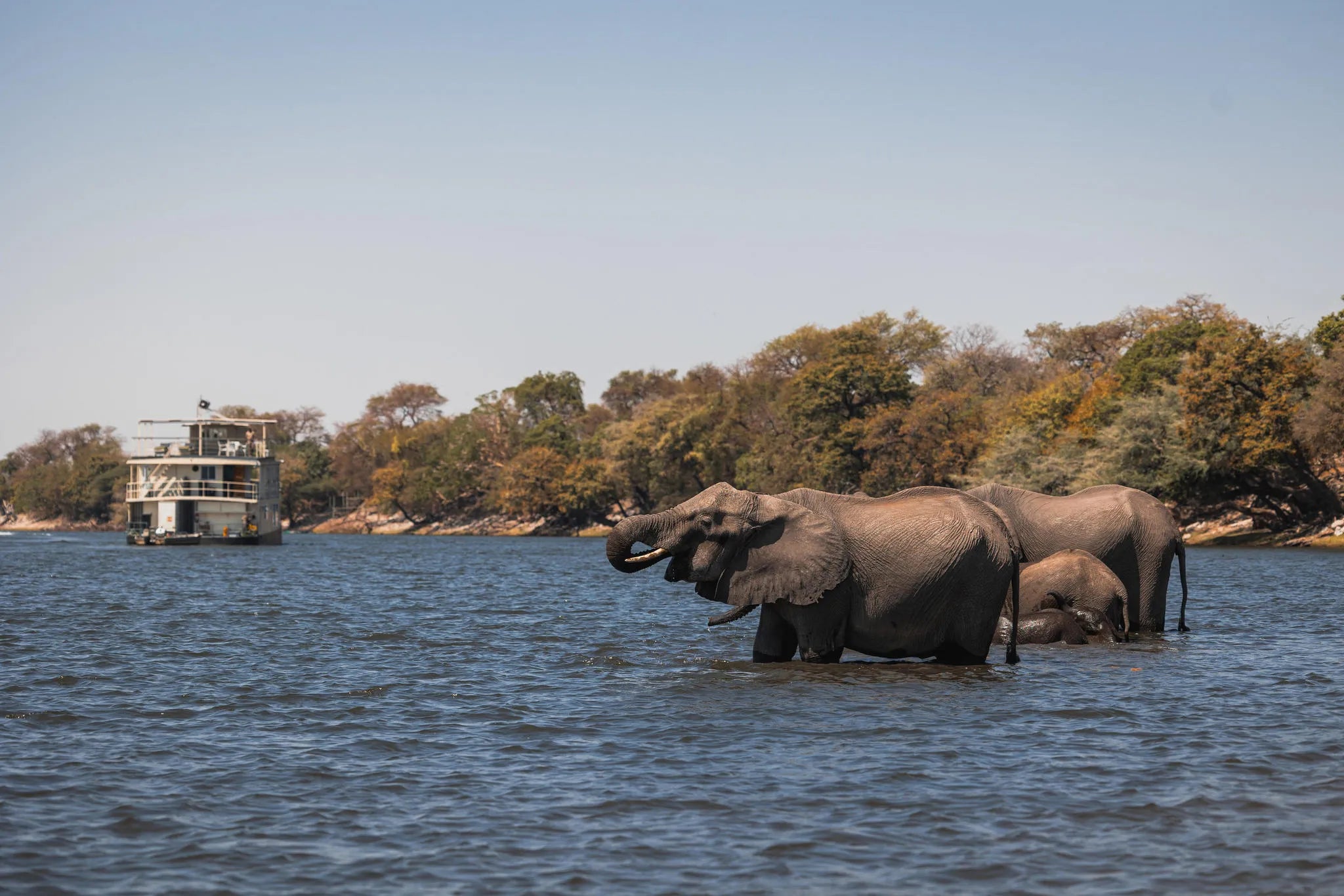 Chobe Princess with Elephants at Chobe Princess By Mantis, Chobe River Front Namibia, Namibia.