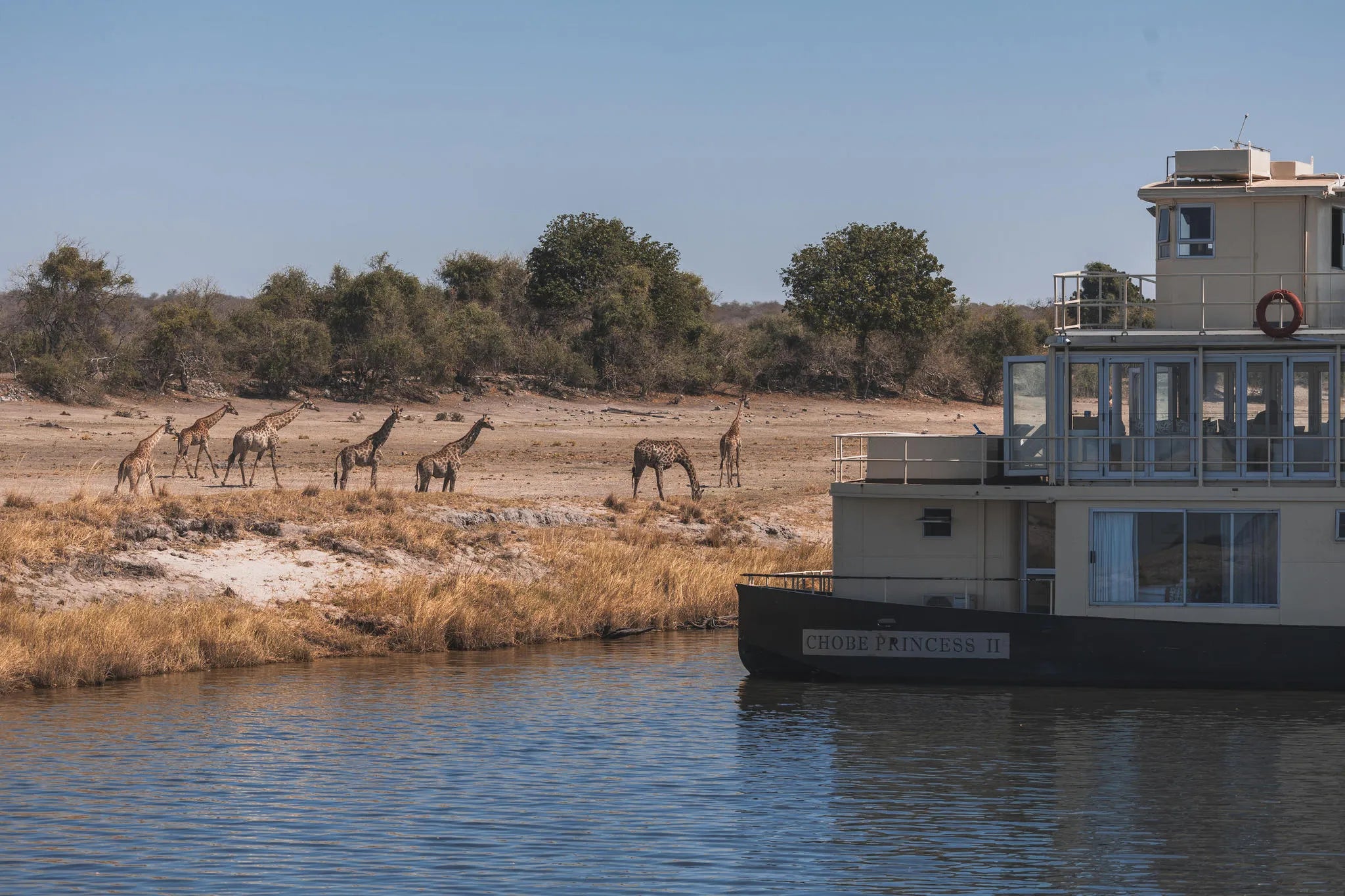 Chobe Princess with Giraffes at Chobe Princess By Mantis, Chobe River Front Namibia, Namibia.