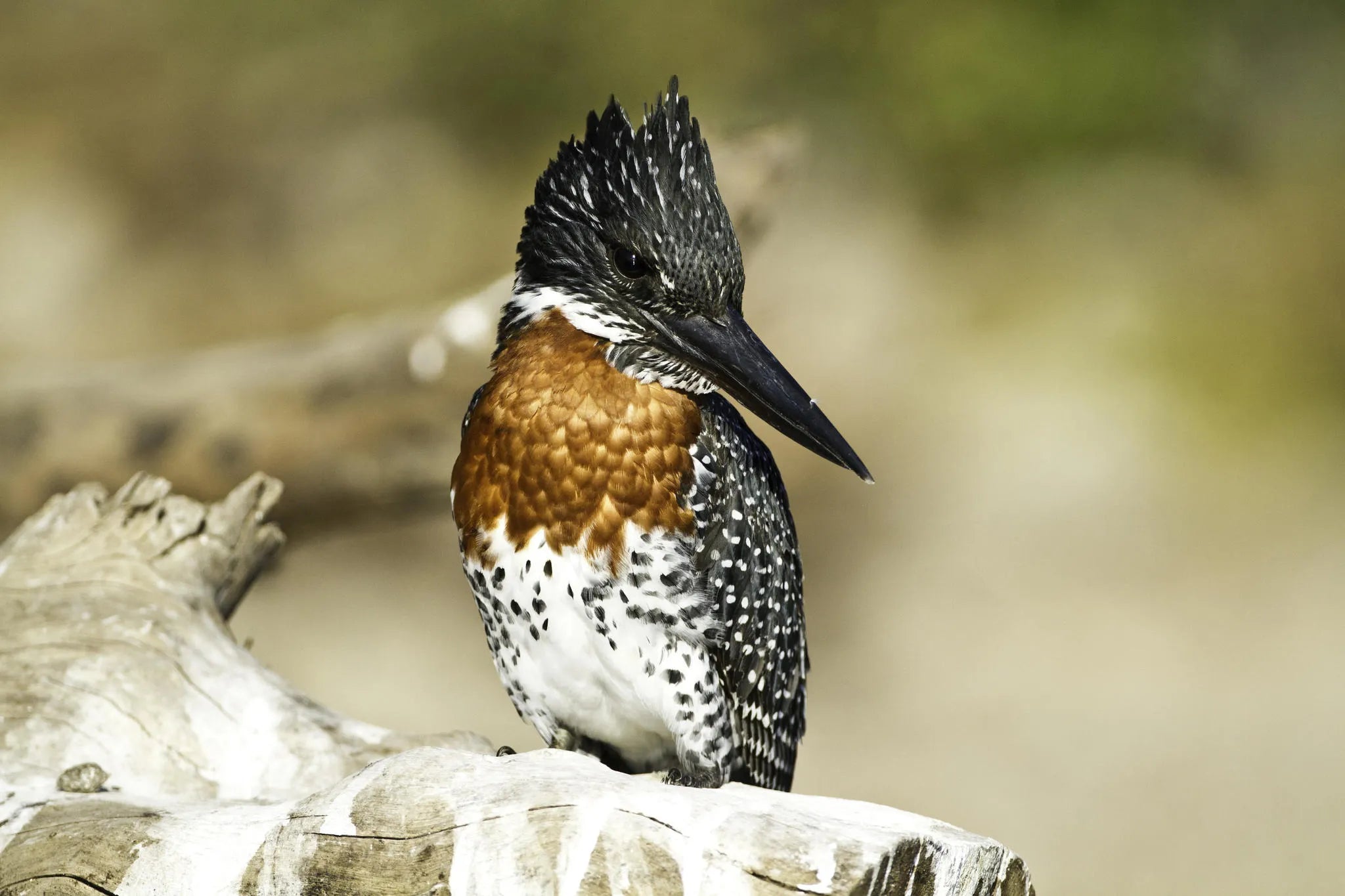 Featured image.