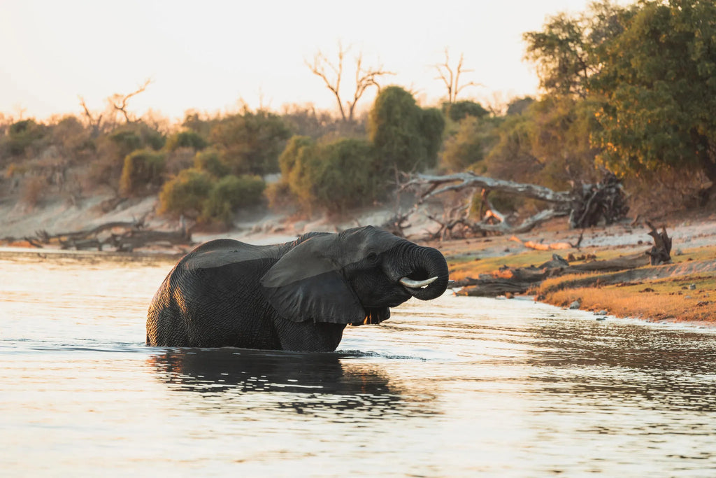 Zambezi Queen Collection Game Viewing Elephant Sunset at Chobe Princess By Mantis, Chobe River Front Namibia, Namibia.
