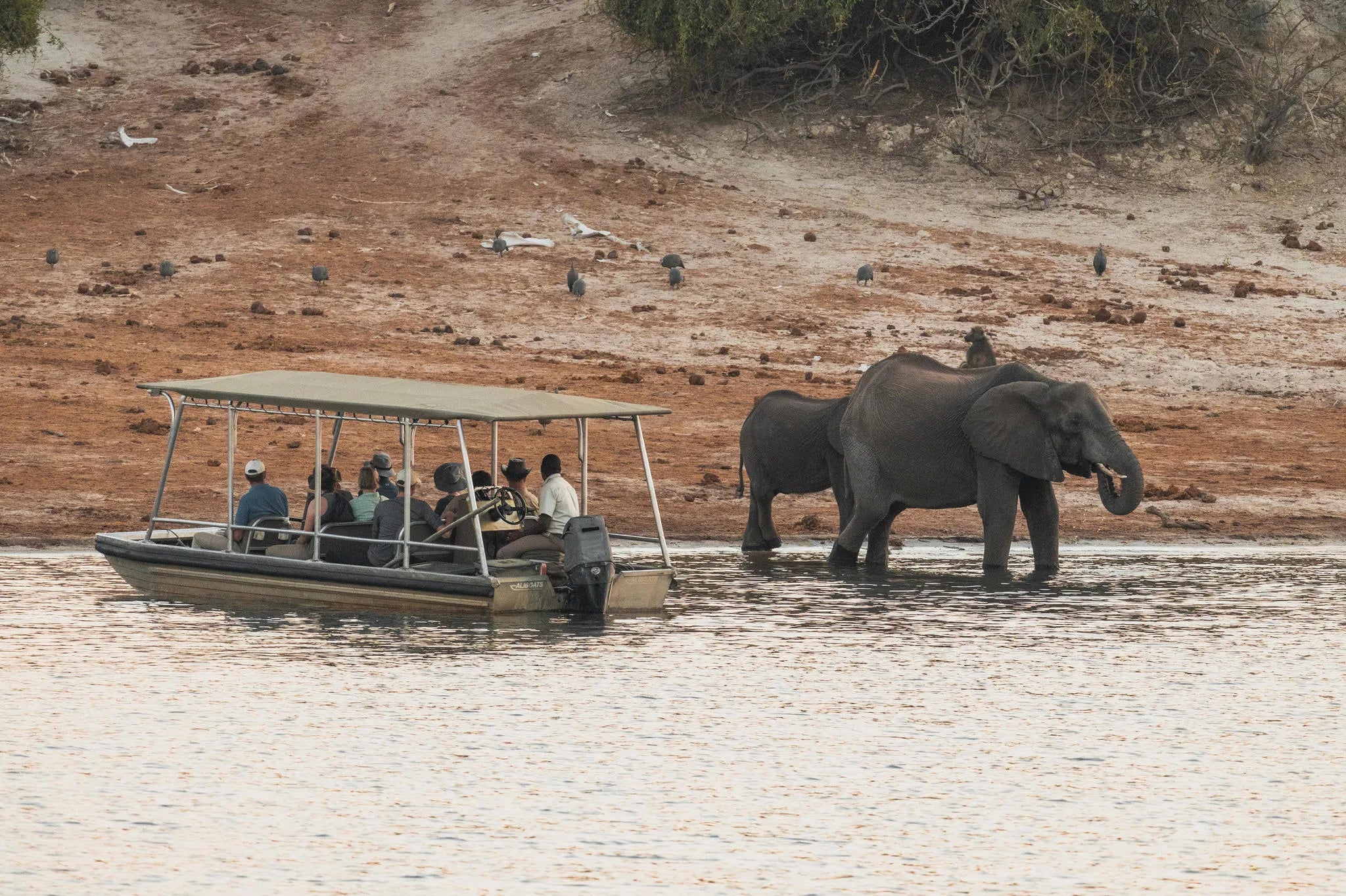 Zambezi Queen Collection Game Viewing Tender Boat at Chobe Princess By Mantis, Chobe River Front Namibia, Namibia.