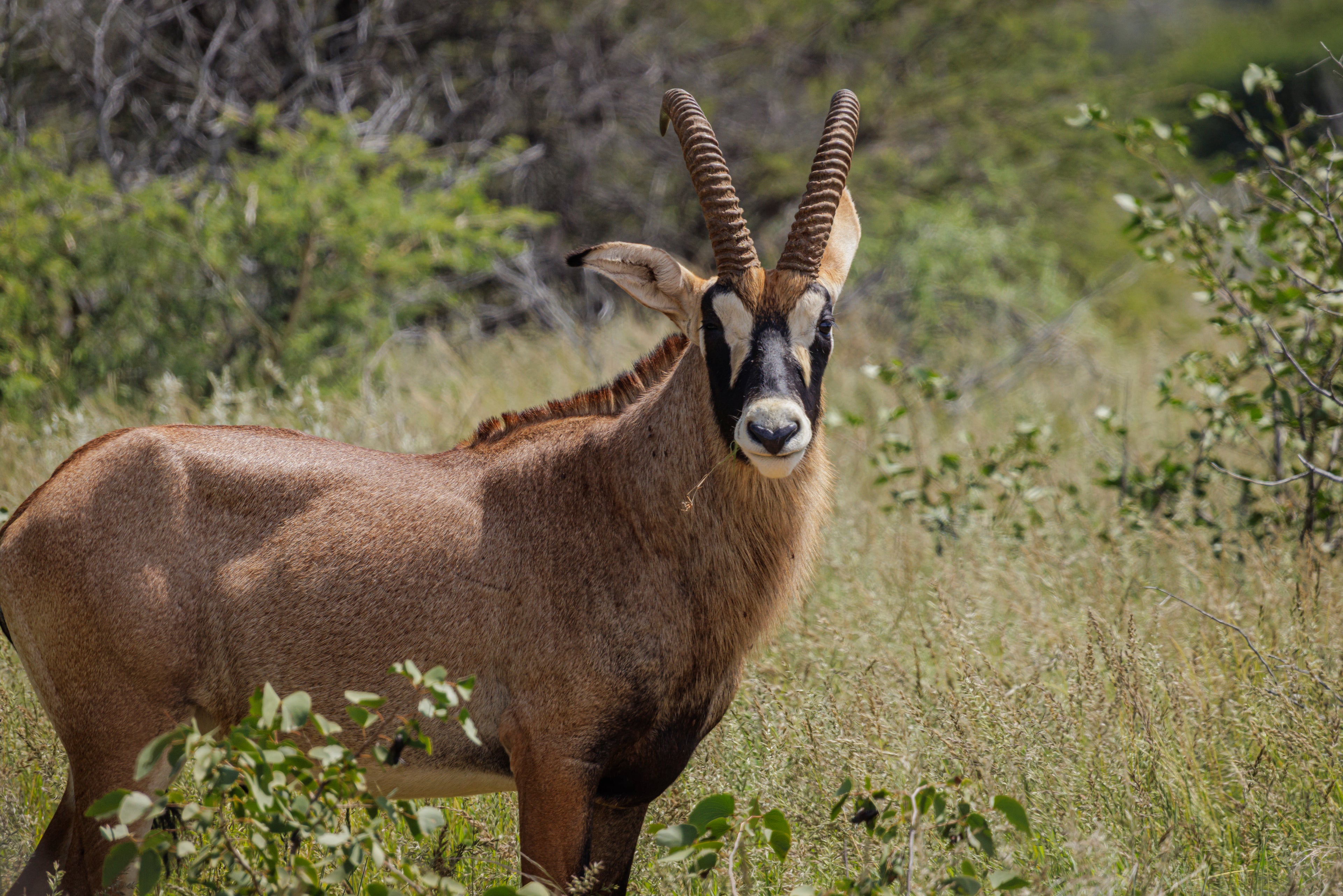 Roan Antelope