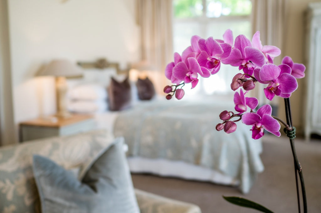 Honeymoon Suite