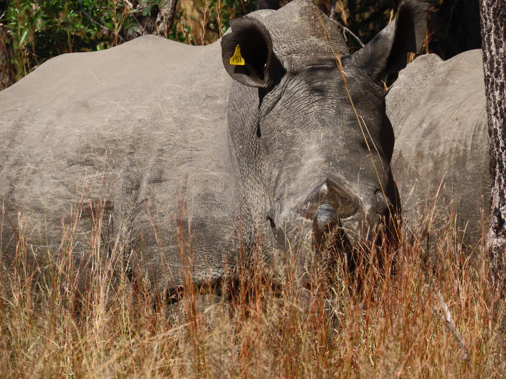Rhino