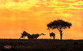 Night Game-drives