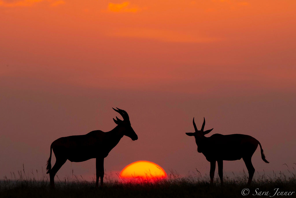 Magical Sunset