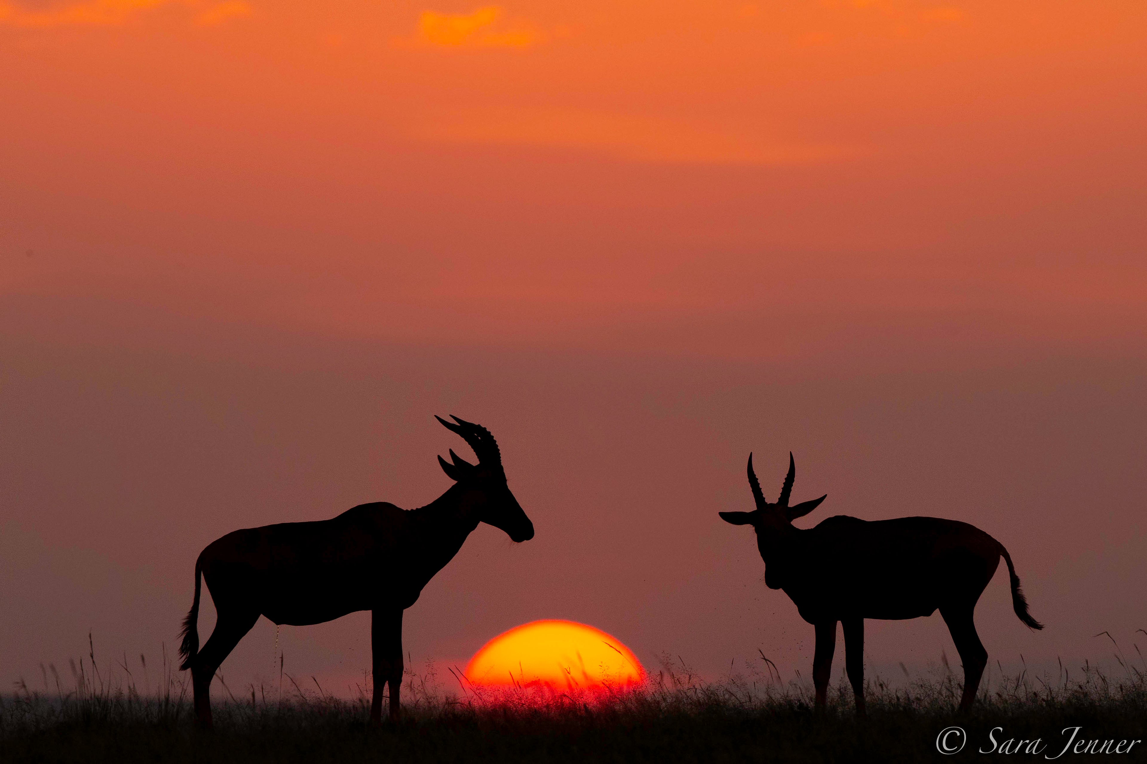 Magical Sunset