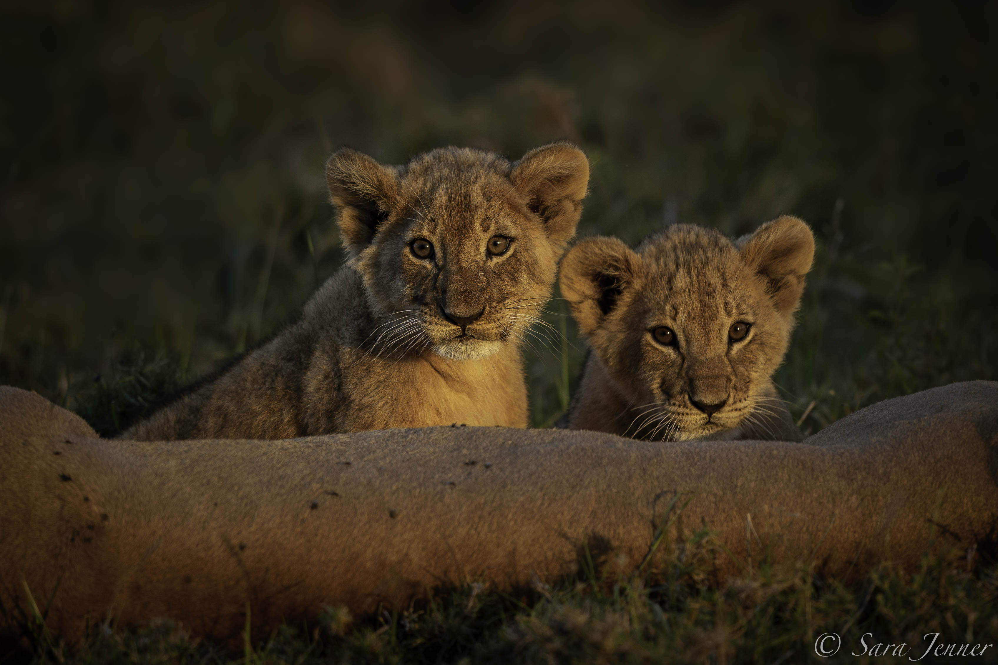 Cubs in Ol Kinyei Conservancy
