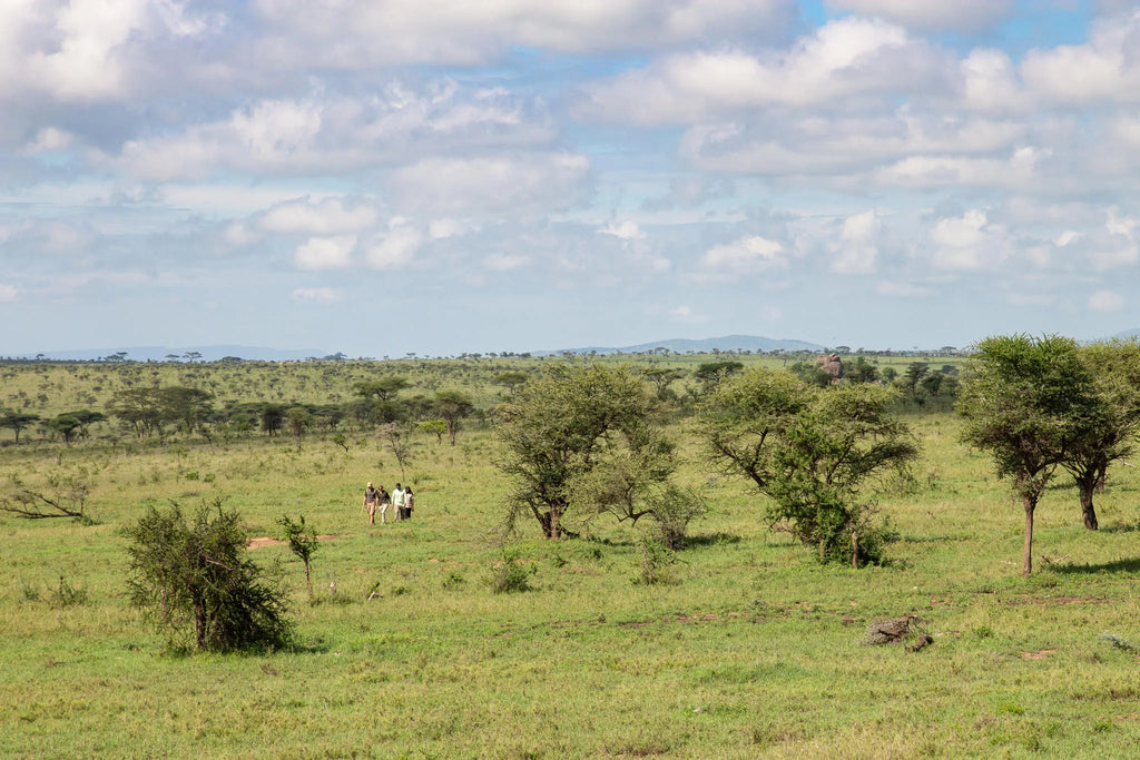Lemala Kuria Hills Lodge at Lemala Kuria Hills Lodge, Northern Serengeti, Tanzania.