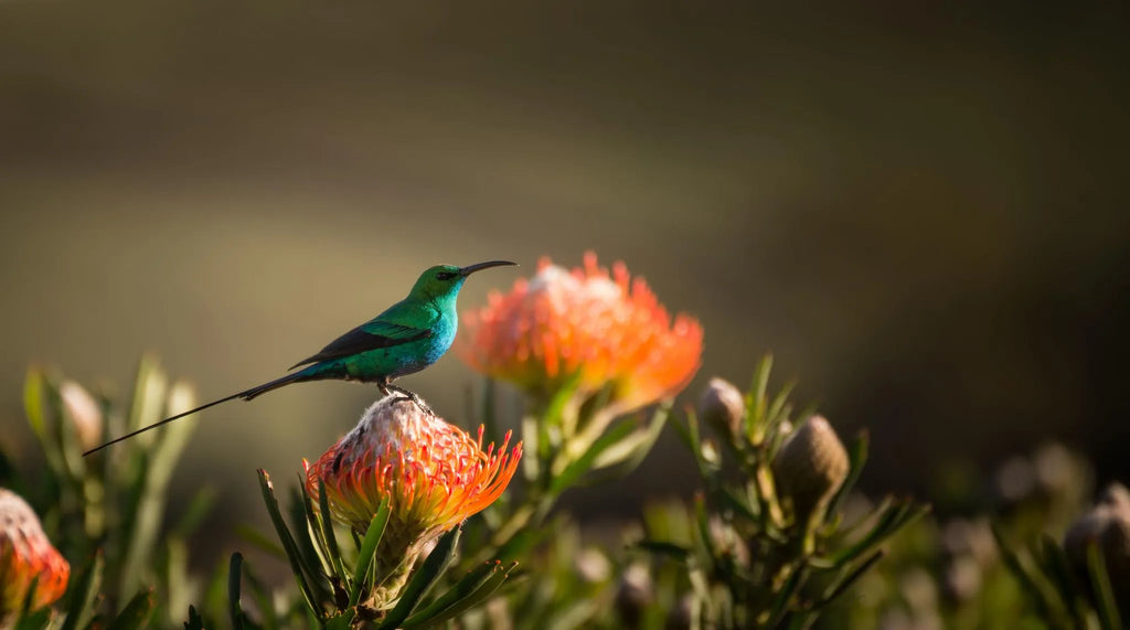 Simbavati Fynbos on Sea at Simbavati Fynbos on Sea, Sedgefield, South Africa.