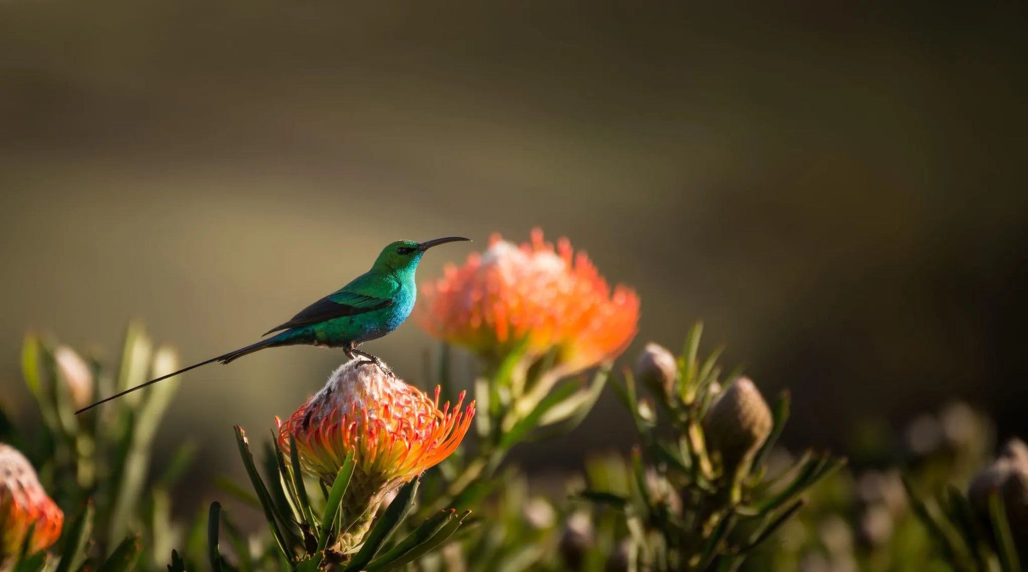 Simbavati Fynbos on Sea at Simbavati Fynbos on Sea, Sedgefield, South Africa.