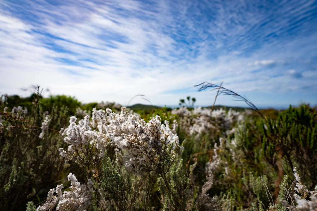 Simbavati Fynbos on Sea at Simbavati Fynbos on Sea, Sedgefield, South Africa.
