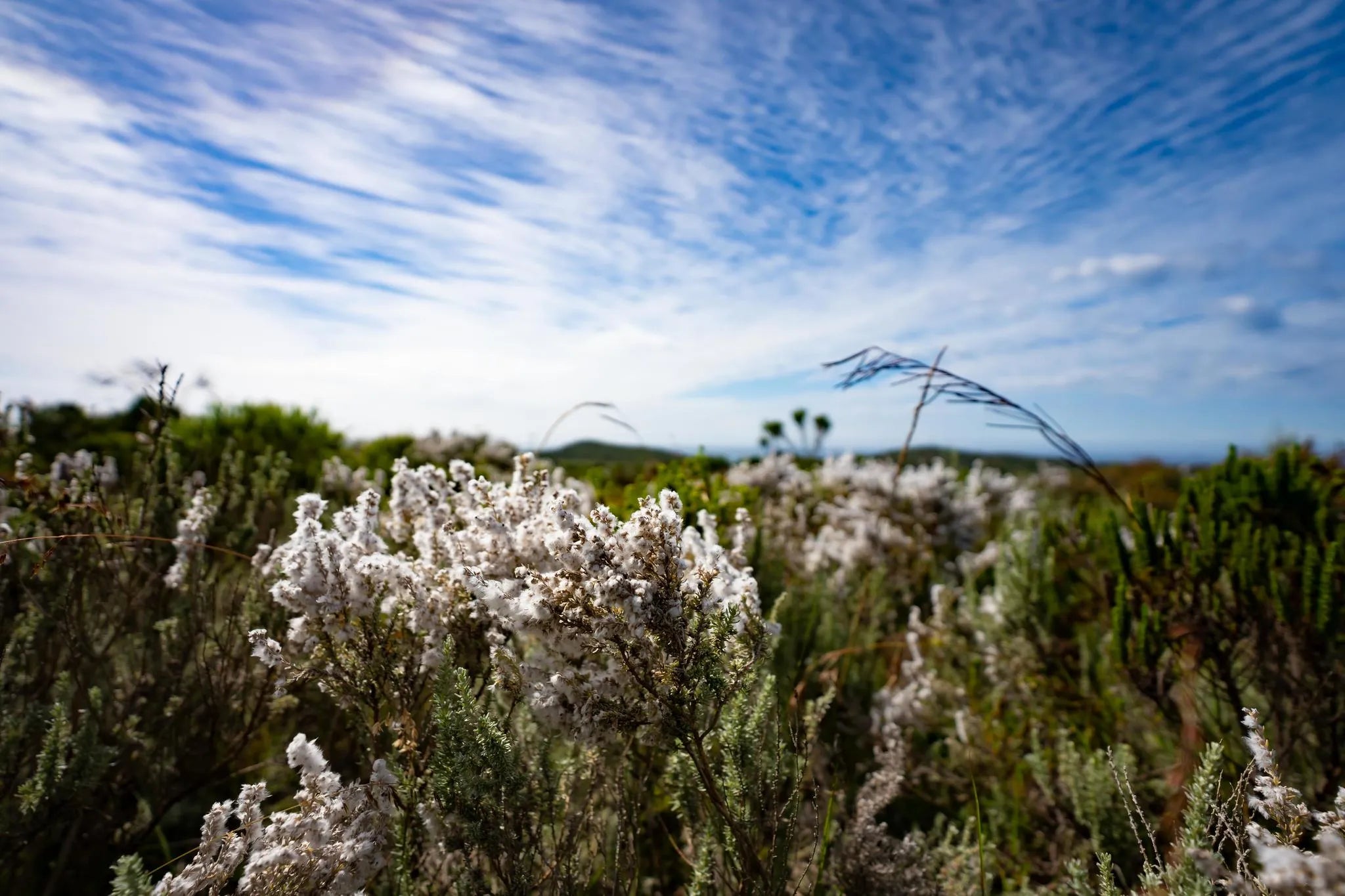 Simbavati Fynbos on Sea at Simbavati Fynbos on Sea, Sedgefield, South Africa.