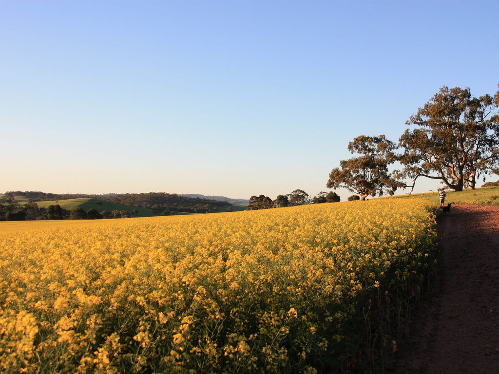 Guided Tours of the Historic Bungaree Station Complex