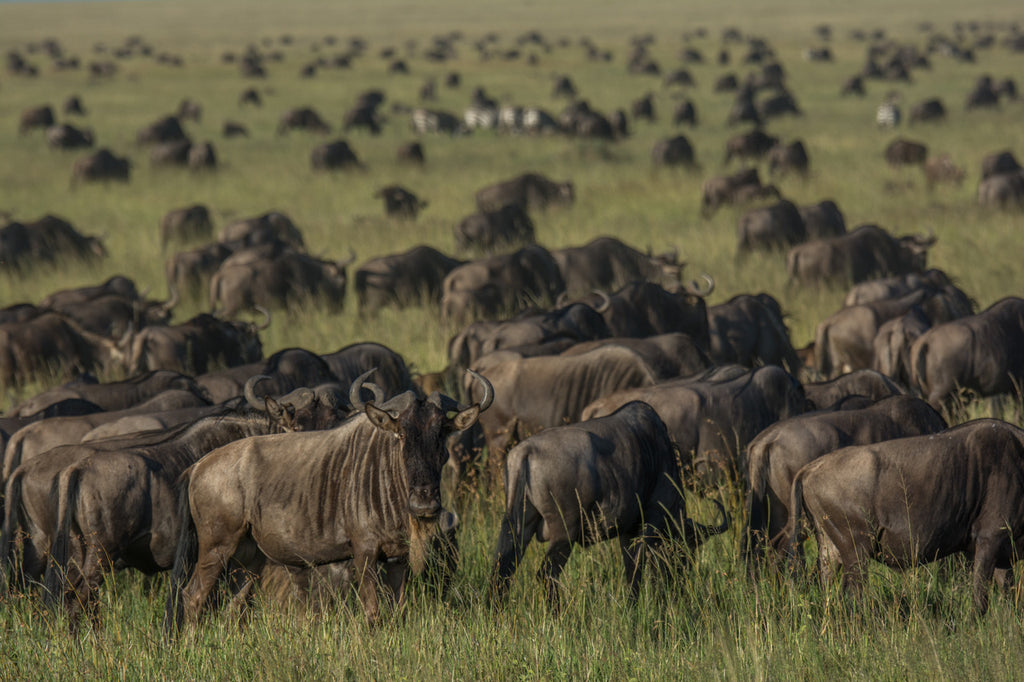 Wildebeest Migration - Esirai Camp (South)