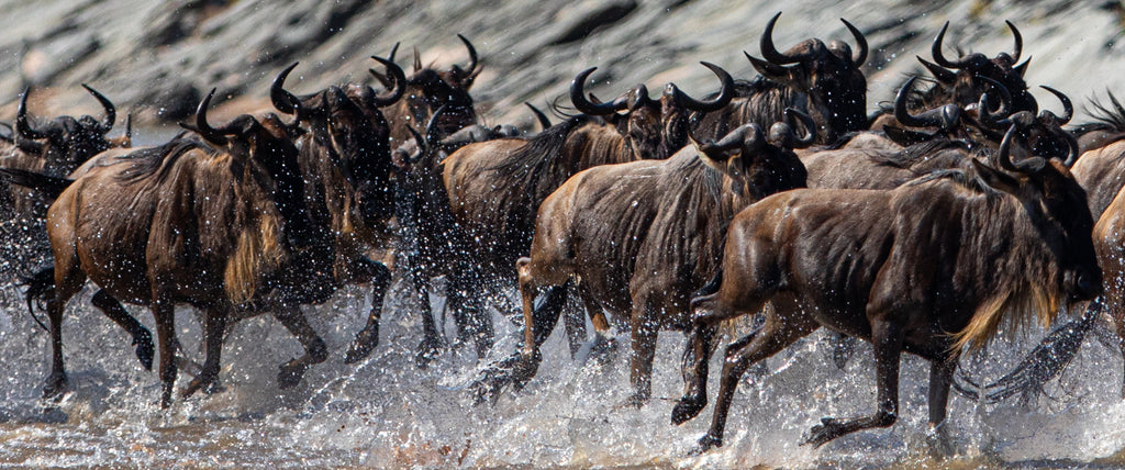 Wildebeest Migration - Esirai Camp (North)