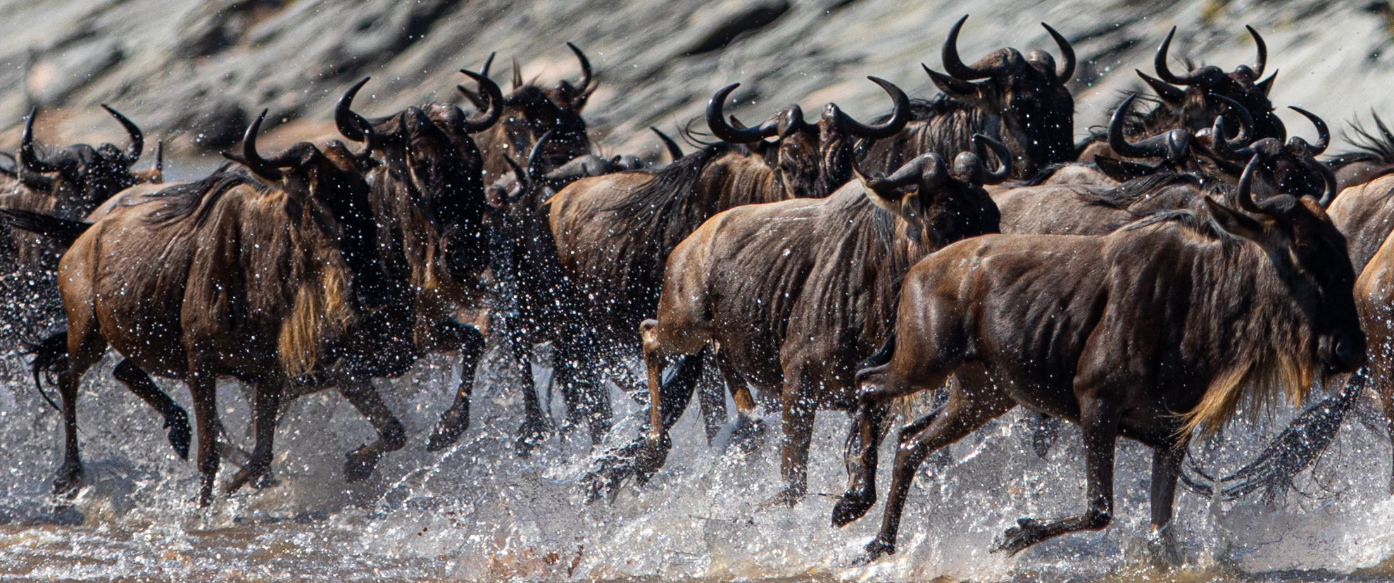 Wildebeest Migration - Esirai Camp (North)