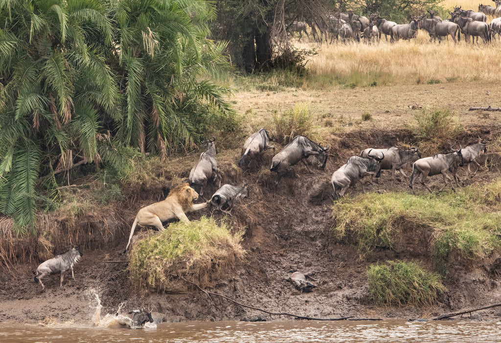 Wildebeest Migration - Esirai Camp (North)